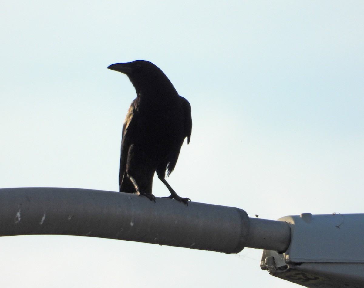 American Crow - ML620032136