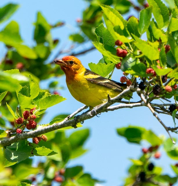 Western Tanager - ML620032145