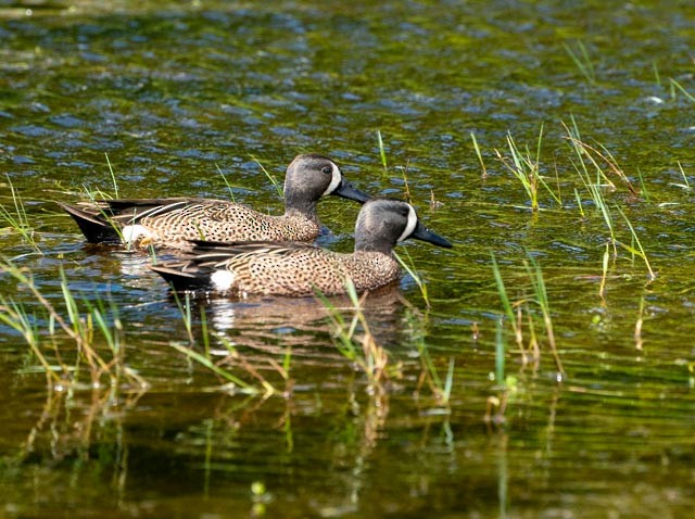 Blue-winged Teal - ML620032150