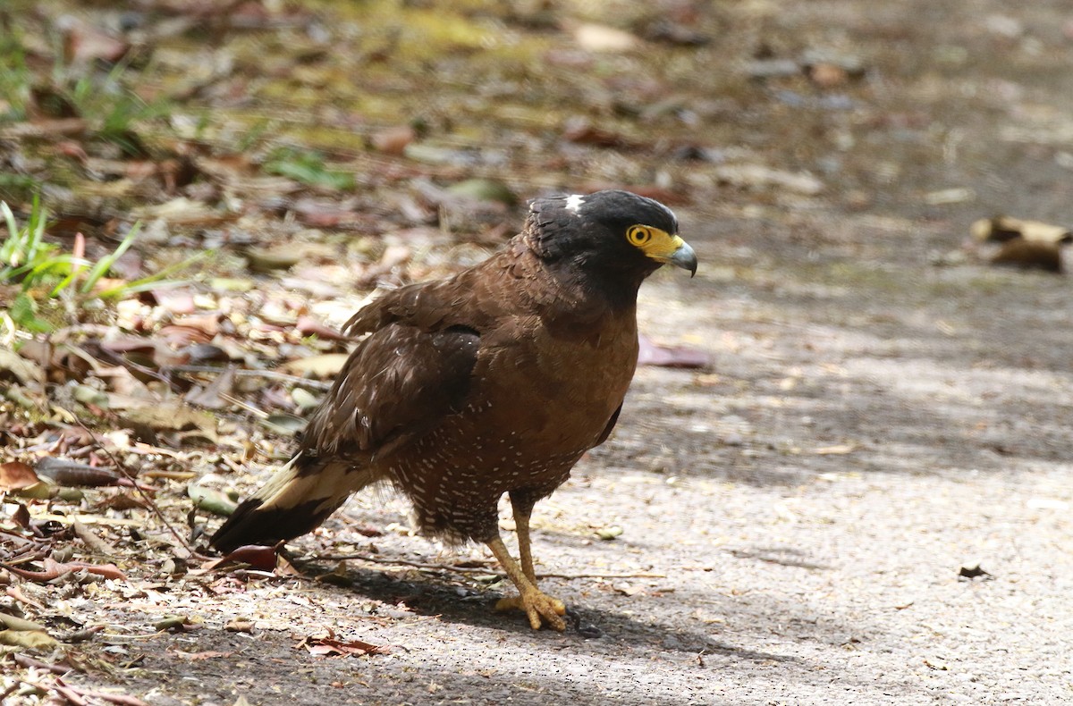 Mountain Serpent-Eagle - ML620032151