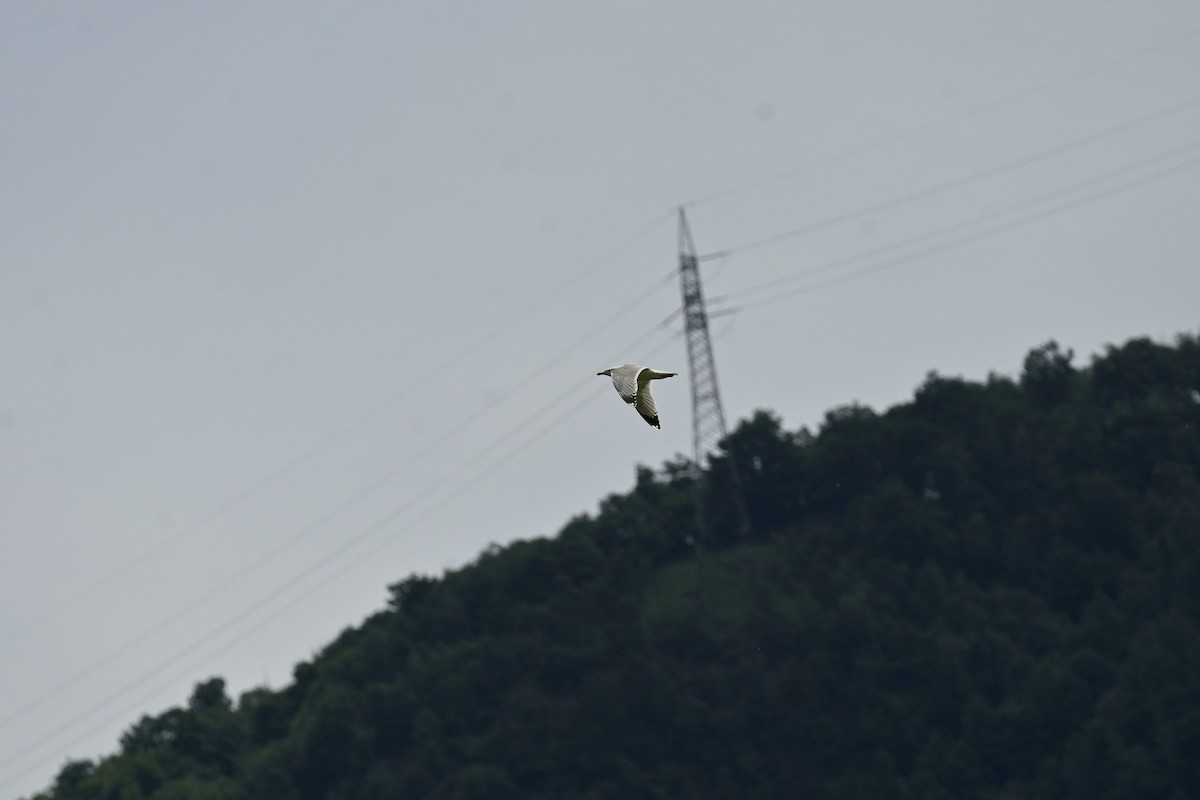 Gaviota Patiamarilla - ML620032152