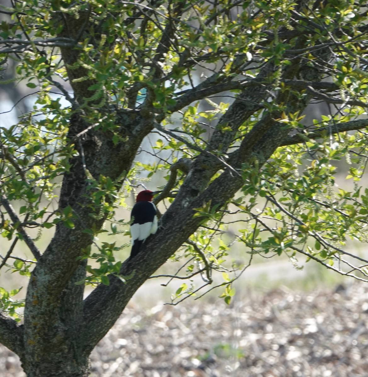 Red-headed Woodpecker - ML620032153