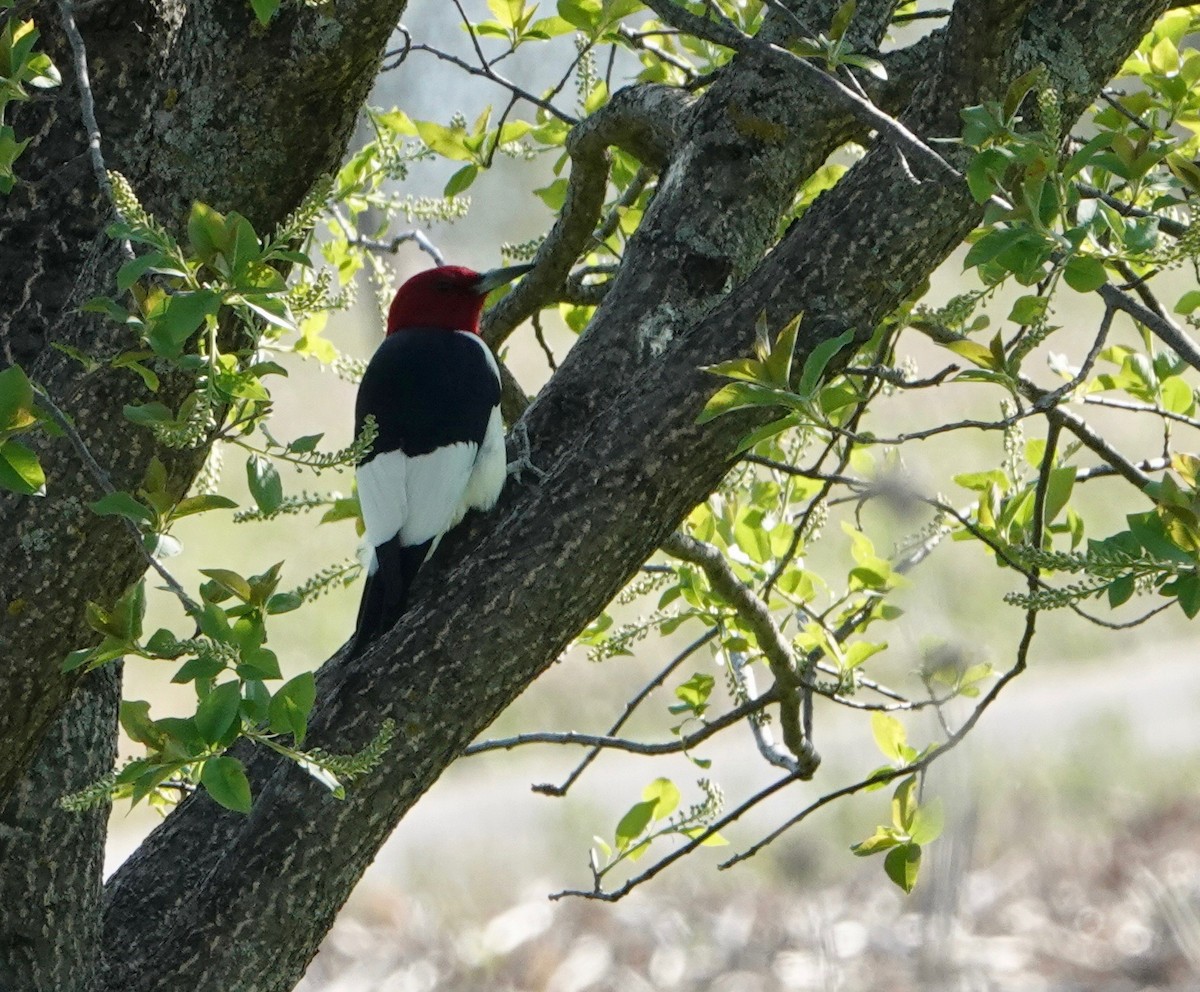 Red-headed Woodpecker - ML620032154