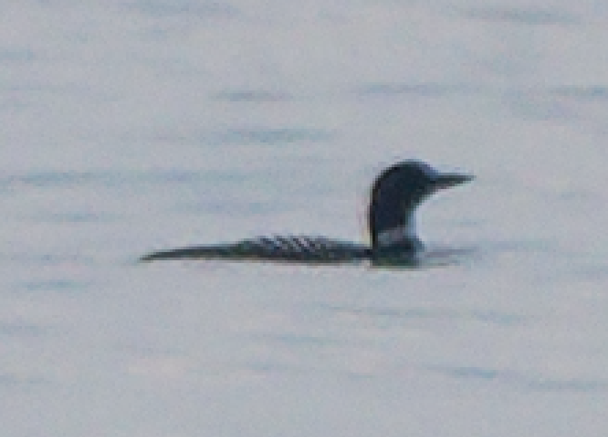 Common Loon - ML620032156