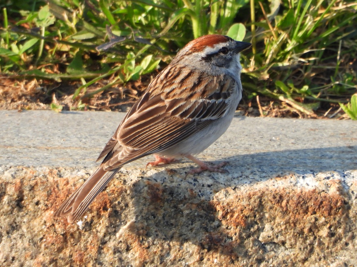 Chipping Sparrow - ML620032159