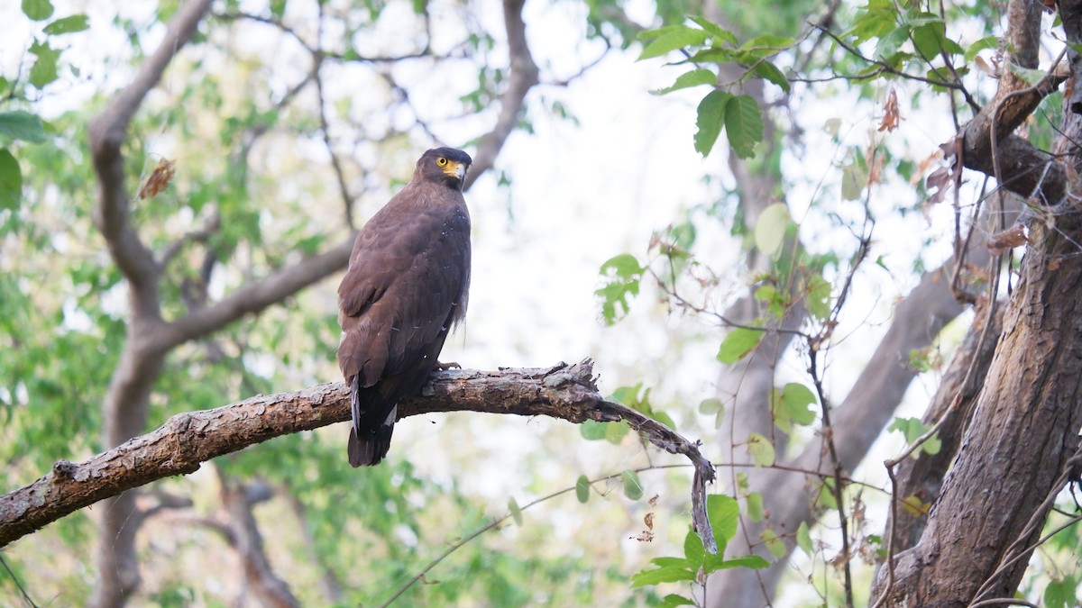 Crested Serpent-Eagle - ML620032180
