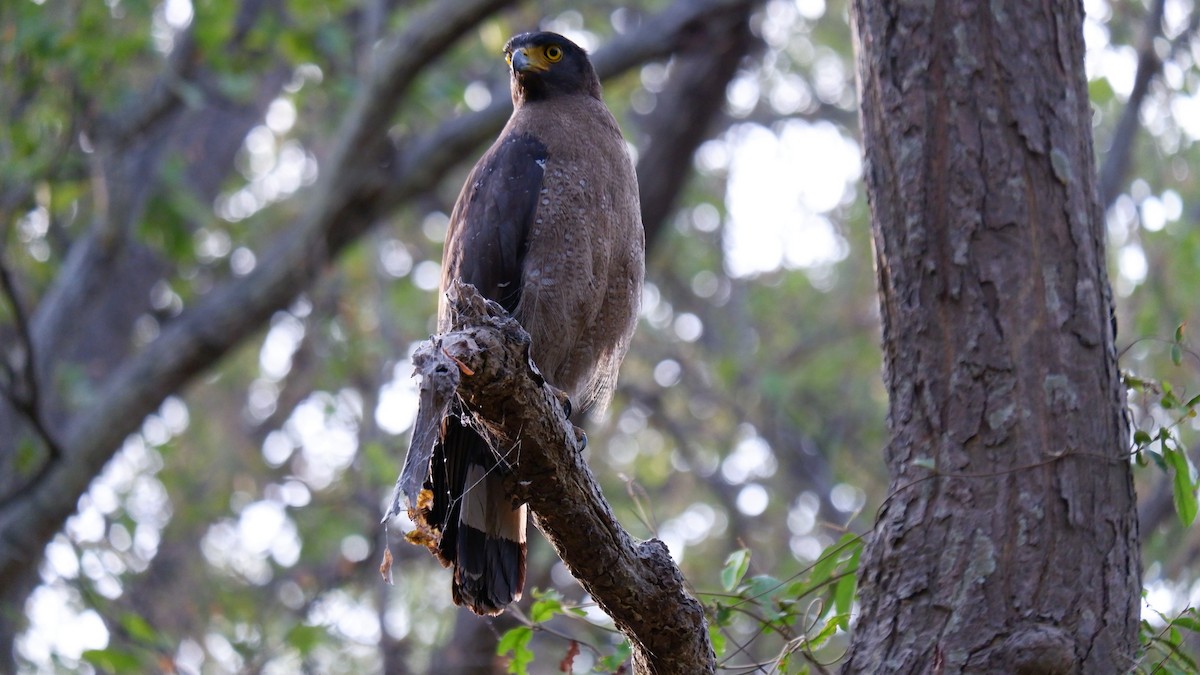 Crested Serpent-Eagle - ML620032181