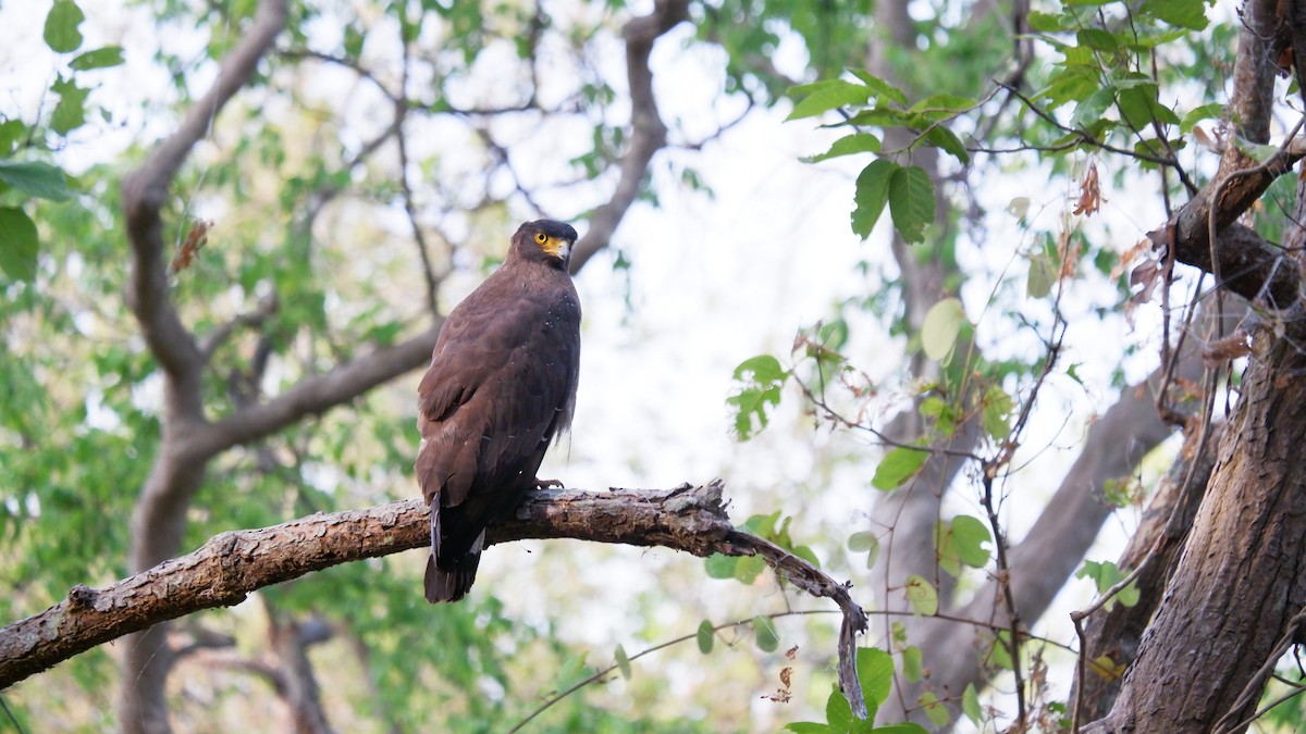 Crested Serpent-Eagle - ML620032182