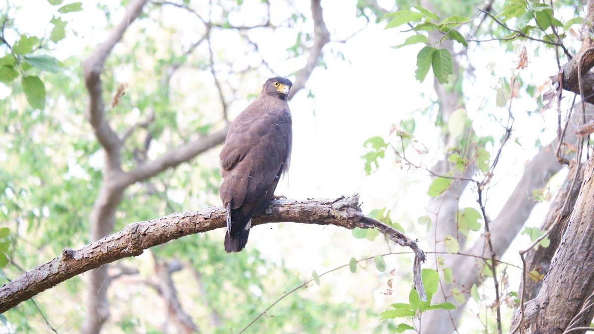 Crested Serpent-Eagle - ML620032183