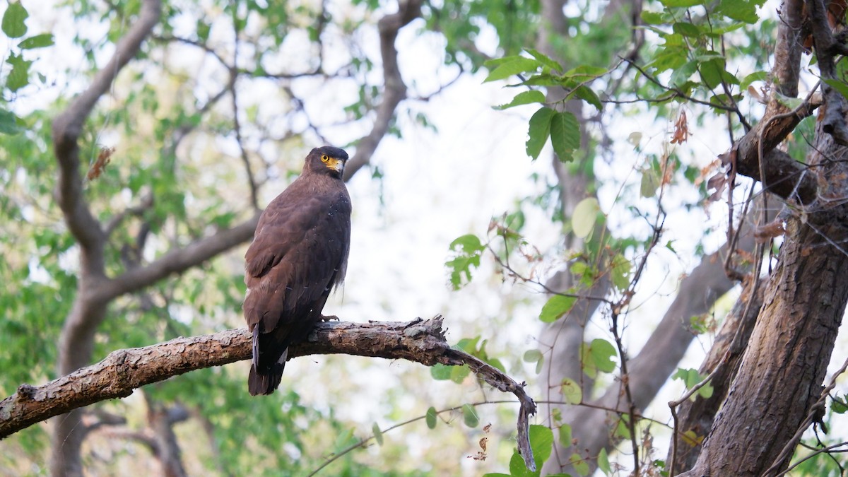 Crested Serpent-Eagle - ML620032184
