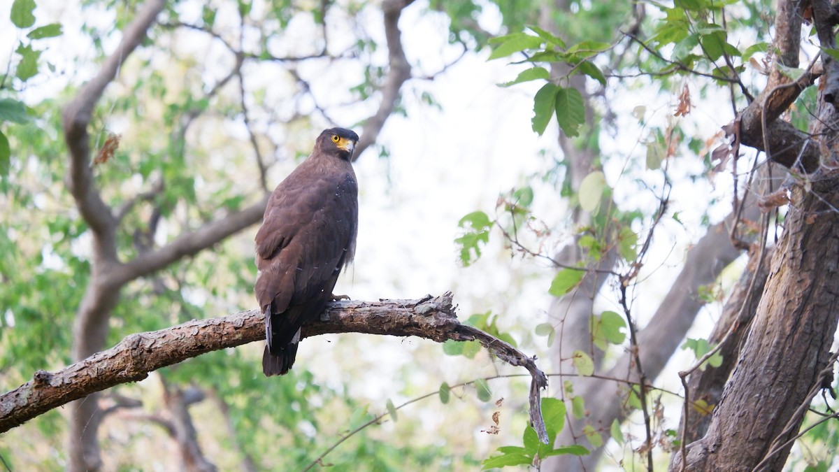 Crested Serpent-Eagle - ML620032185