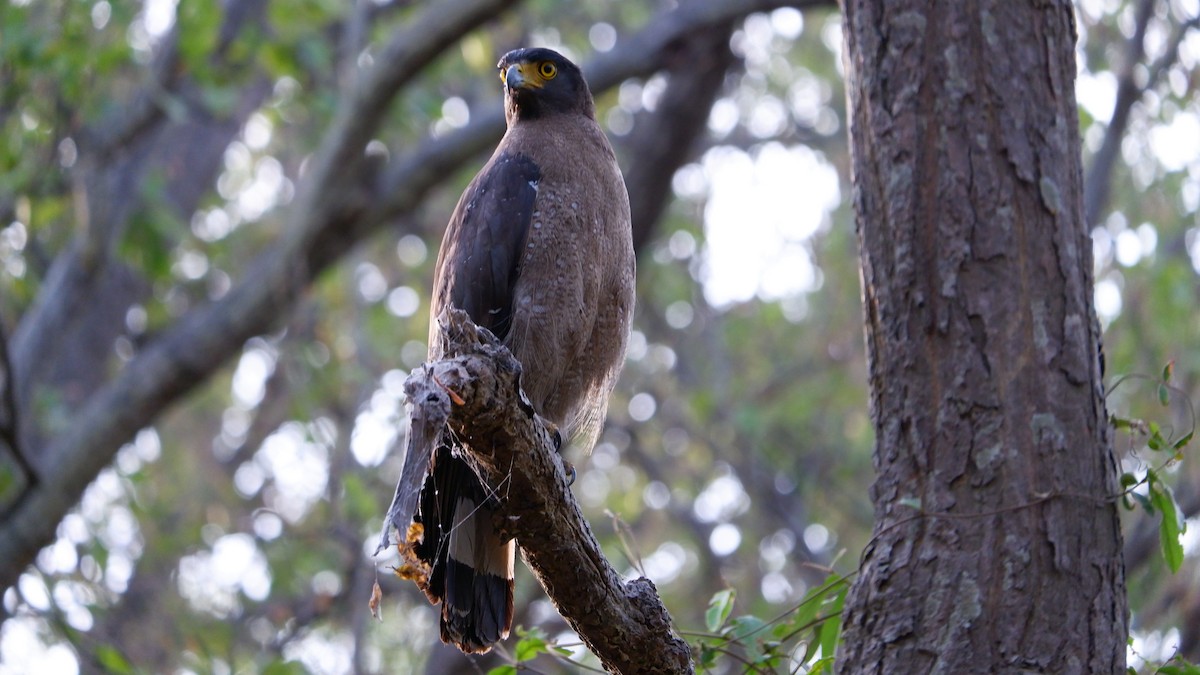 Crested Serpent-Eagle - ML620032186