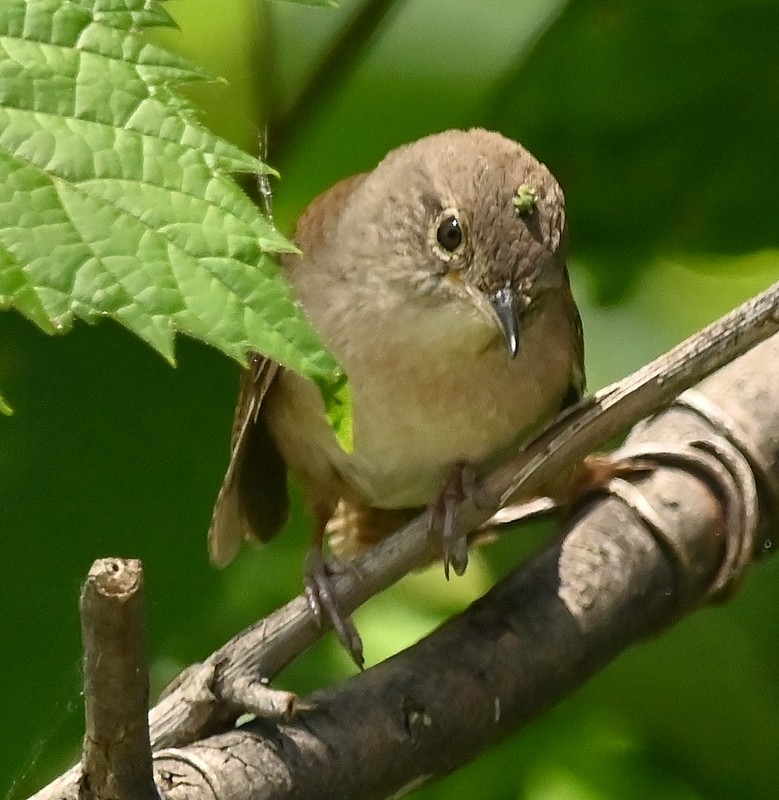 House Wren - Regis Fortin