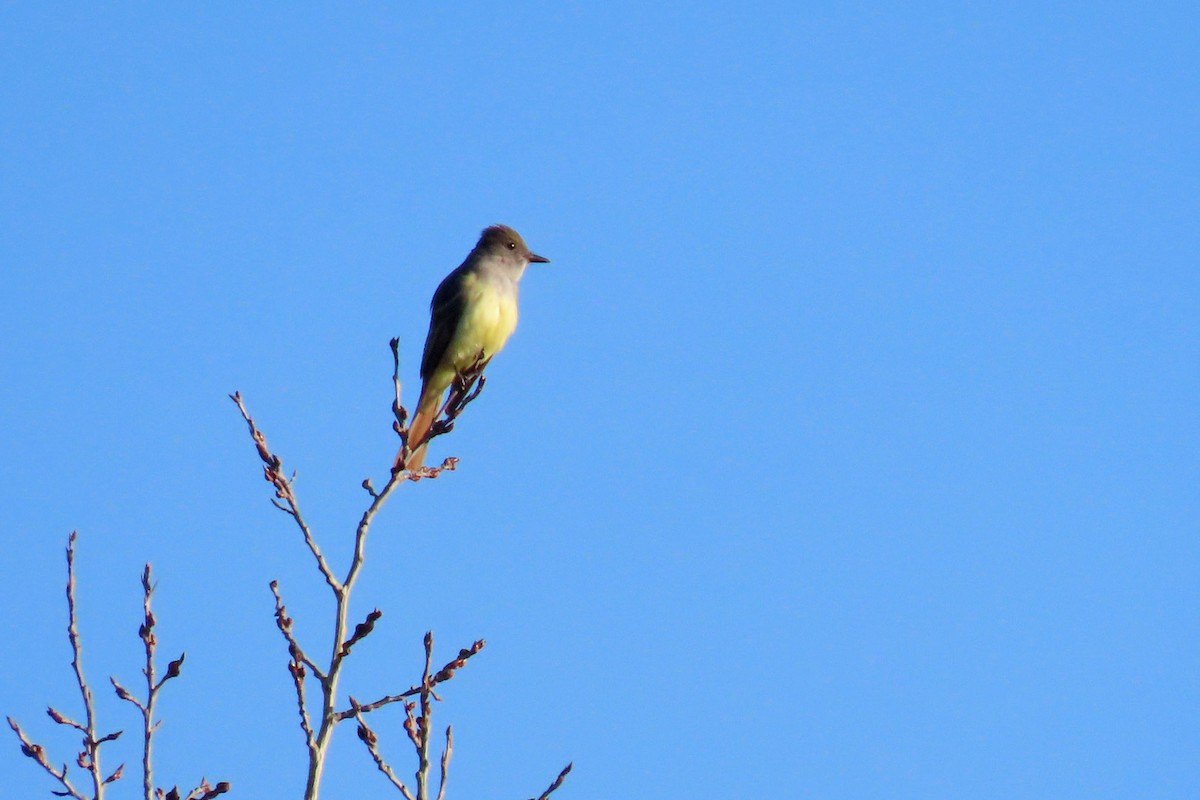 Great Crested Flycatcher - ML620032209