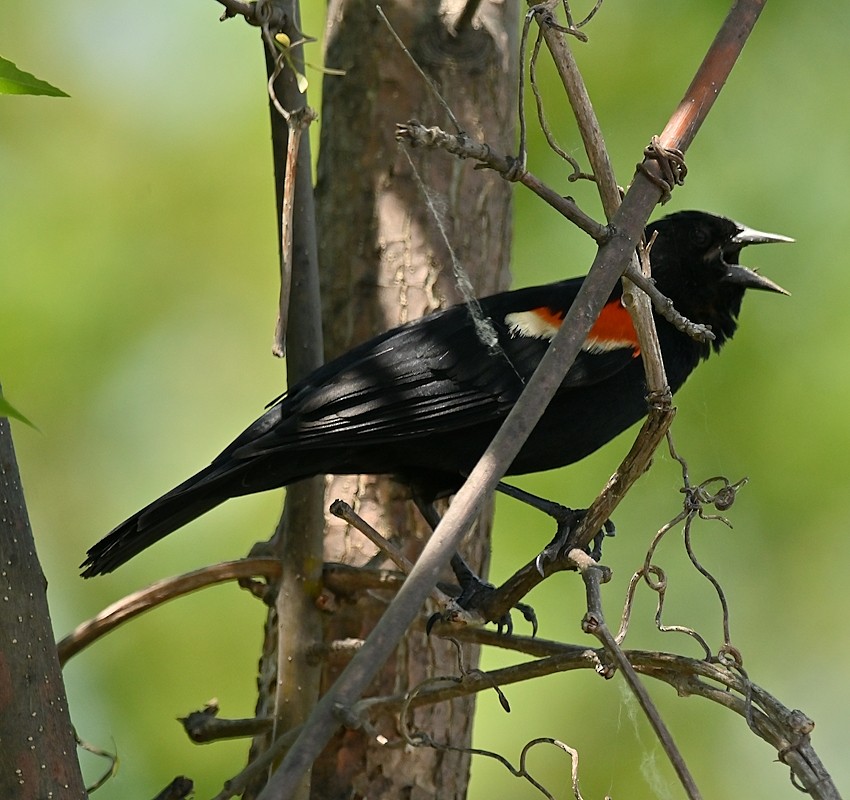 Red-winged Blackbird - ML620032228