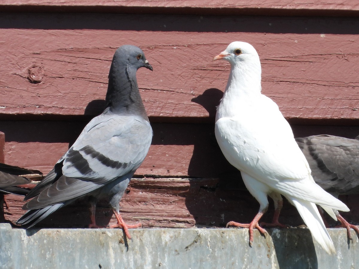 Rock Pigeon (Feral Pigeon) - ML620032232