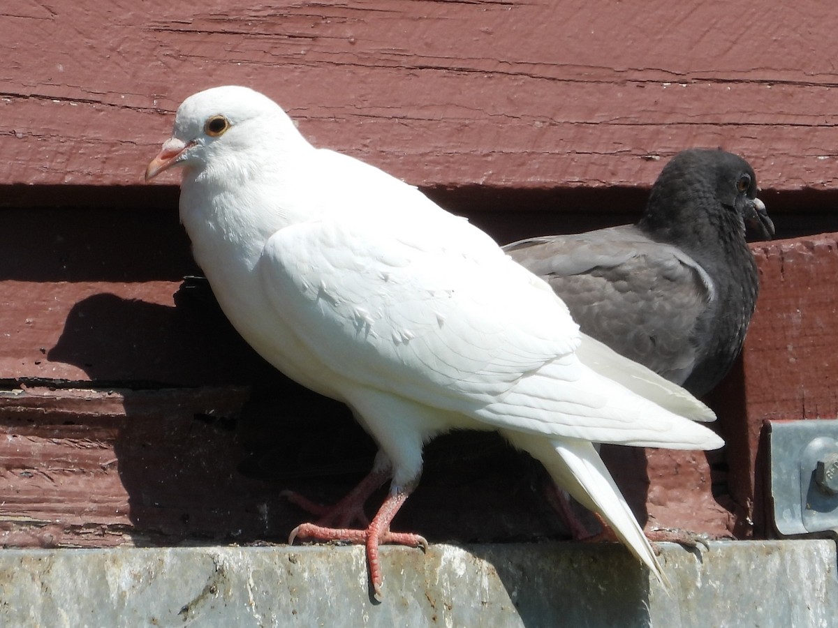 Rock Pigeon (Feral Pigeon) - ML620032245