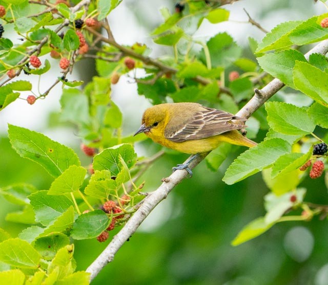 Orchard Oriole - ML620032249