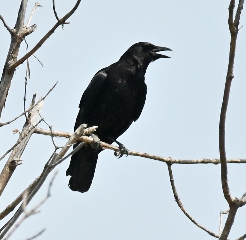 American Crow - ML620032251