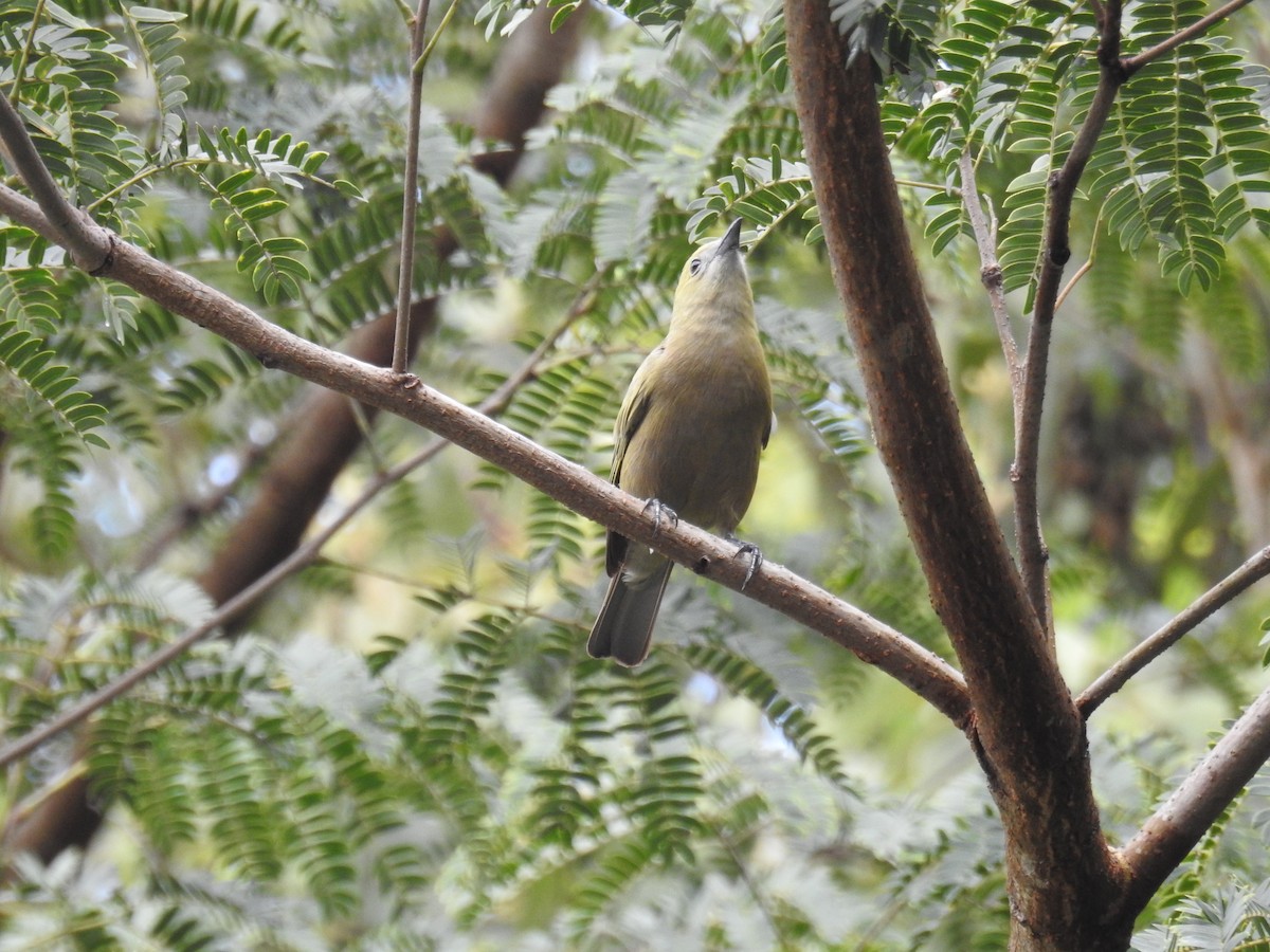 Palm Tanager - ML620032266