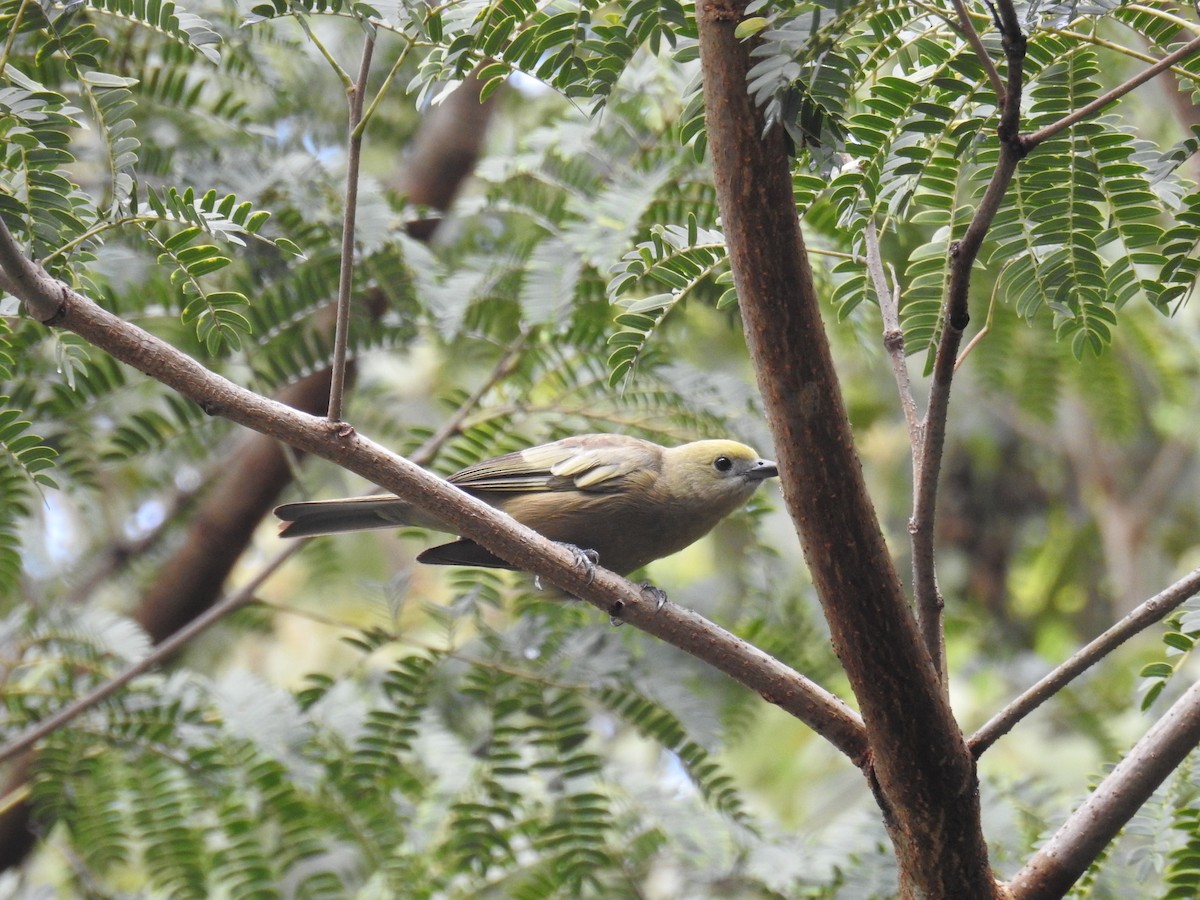 Palm Tanager - ML620032268