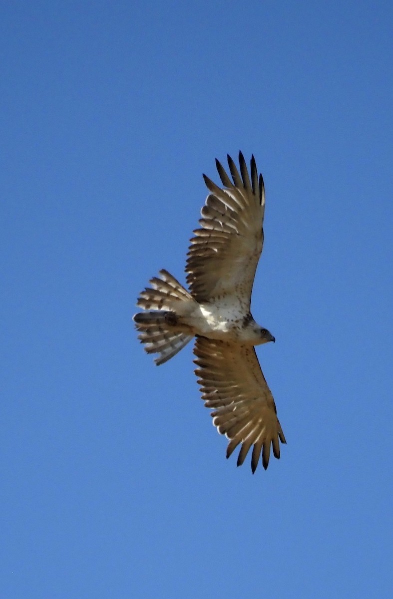 Short-toed Snake-Eagle - Paul Huibers