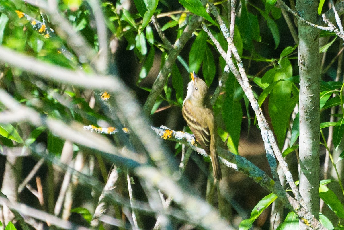 Alder Flycatcher - ML620032349