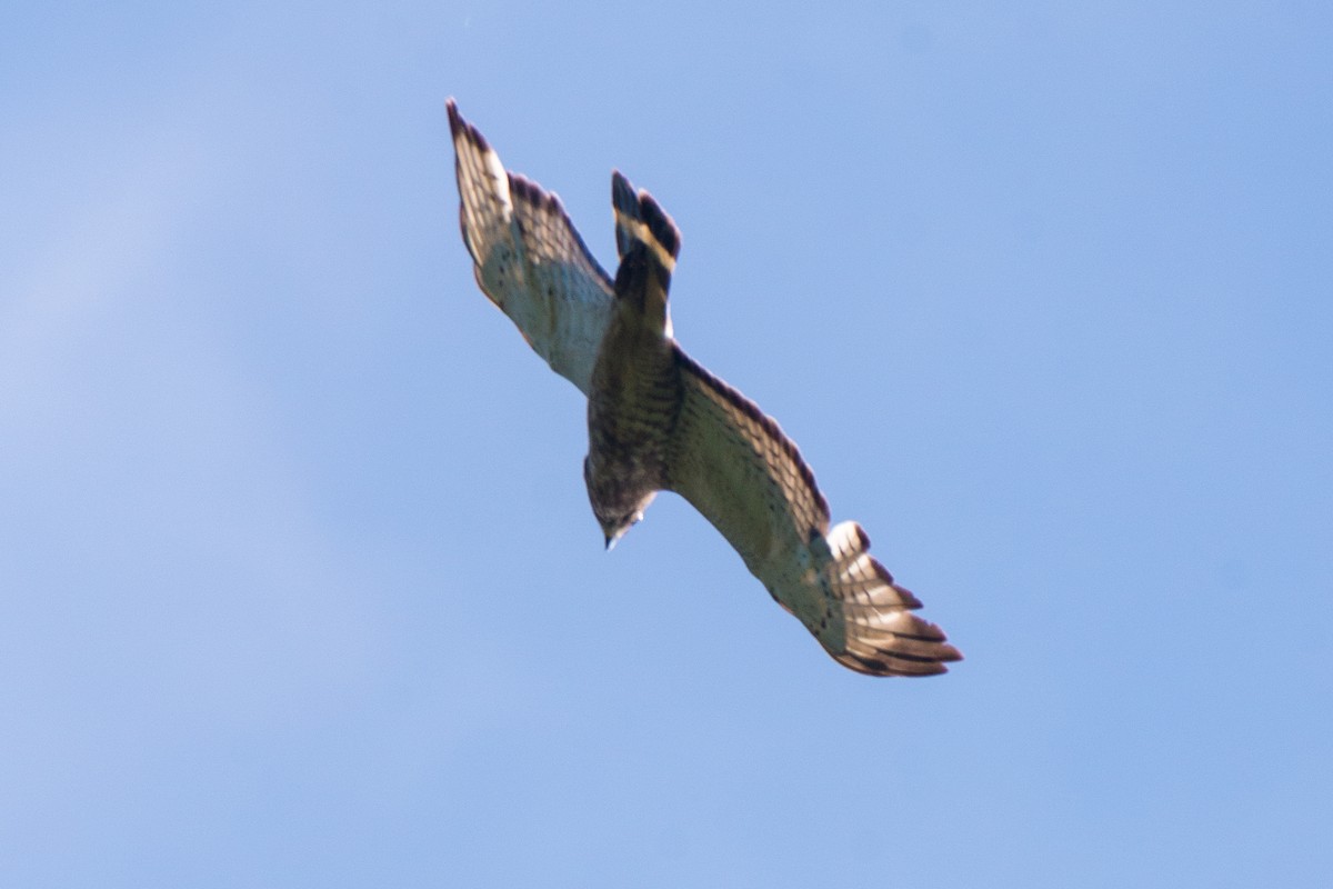 Broad-winged Hawk - ML620032370