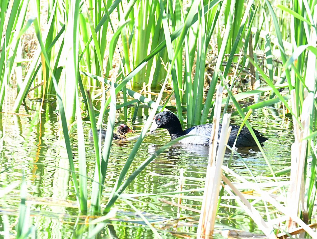 American Coot (Red-shielded) - ML620032393