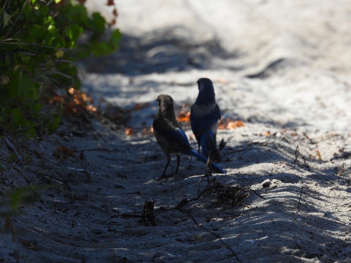 Florida Scrub-Jay - ML620032411