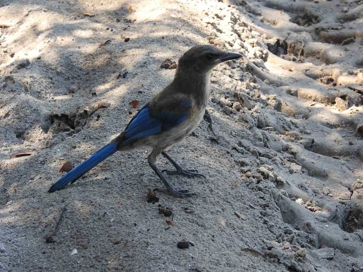 Florida Scrub-Jay - Michael Weisensee