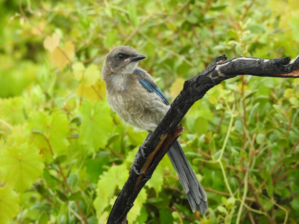 Florida Scrub-Jay - ML620032416