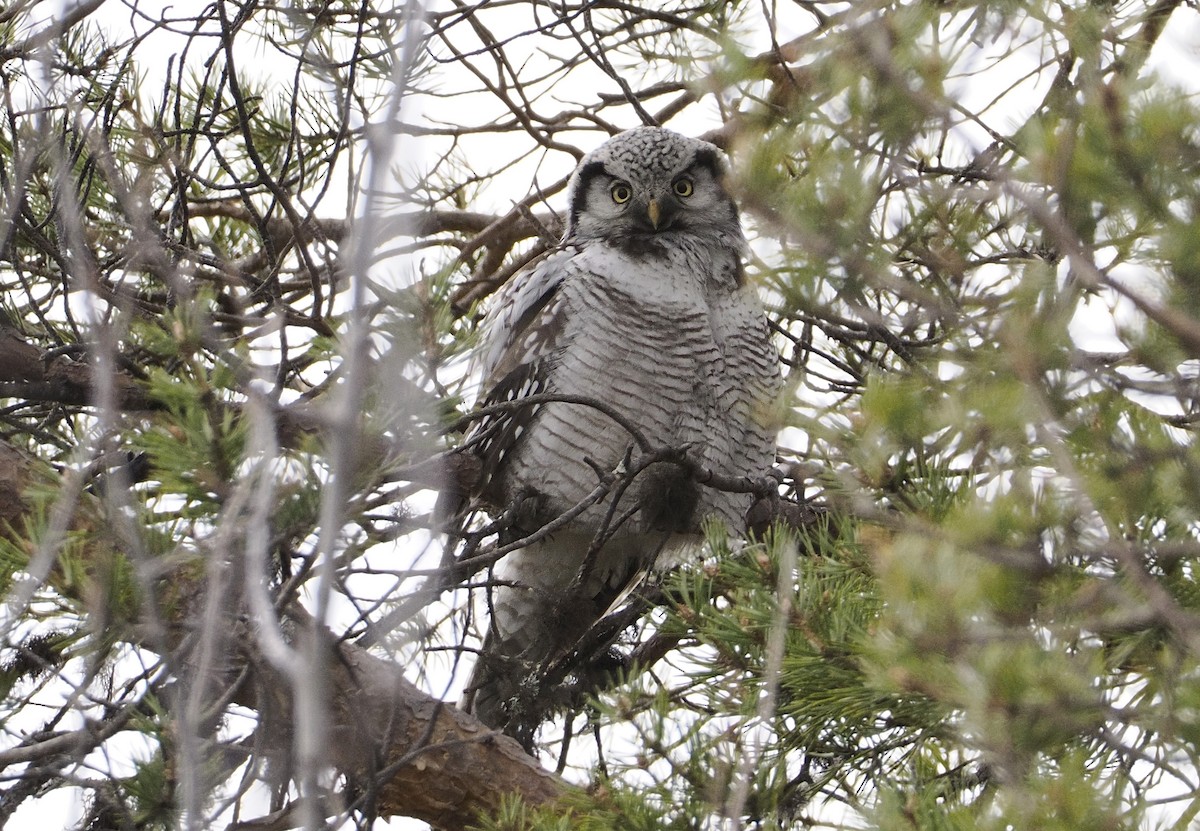 Northern Hawk Owl - ML620032418