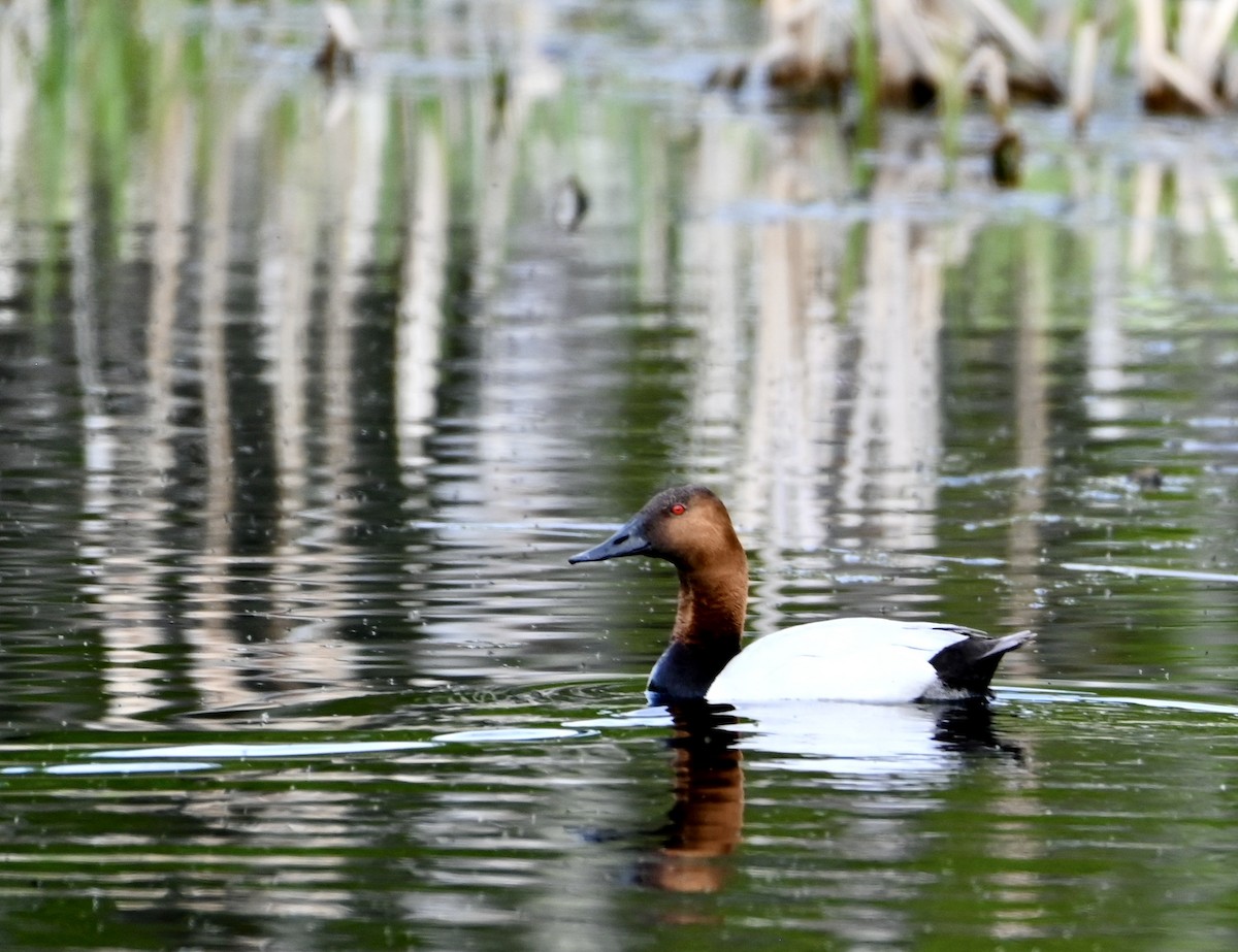 Canvasback - ML620032419