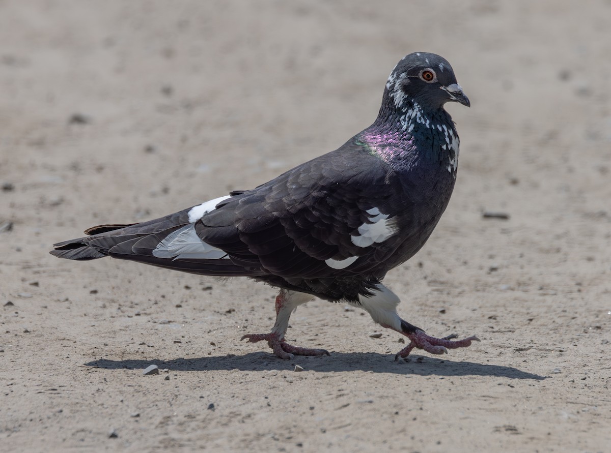 Rock Pigeon (Feral Pigeon) - ML620032420