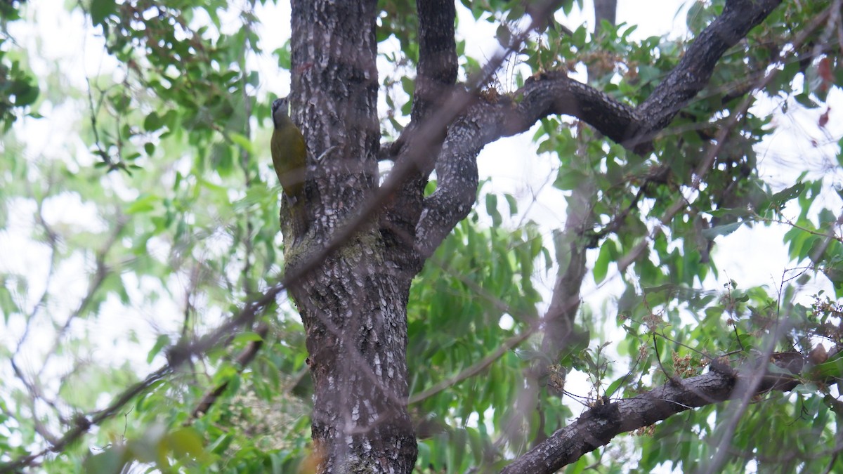 Gray-headed Woodpecker - ML620032426