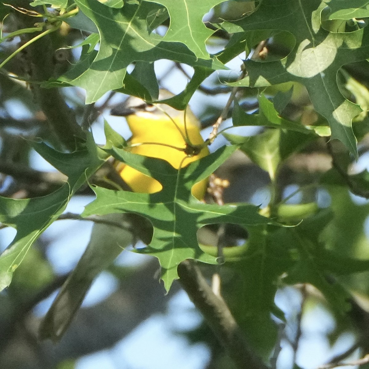 lesníček žlutoprsý - ML620032431