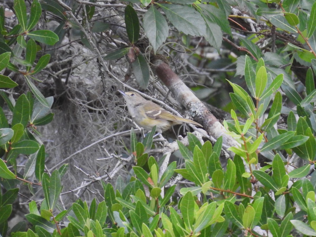 White-eyed Vireo - Michael Weisensee