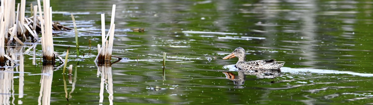 Northern Shoveler - Cheryl Harmsworth