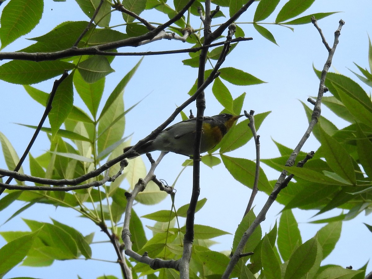 Northern Parula - ML620032440