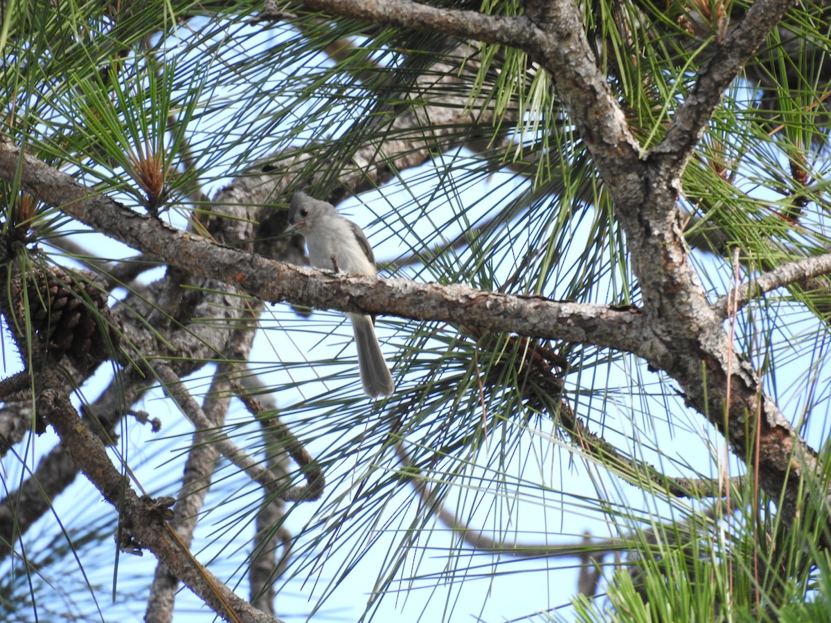 Tufted Titmouse - ML620032447