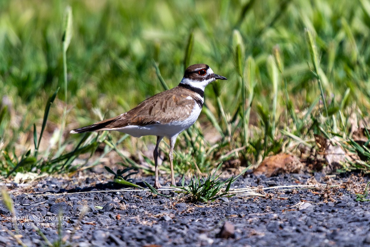 Killdeer - ML620032453
