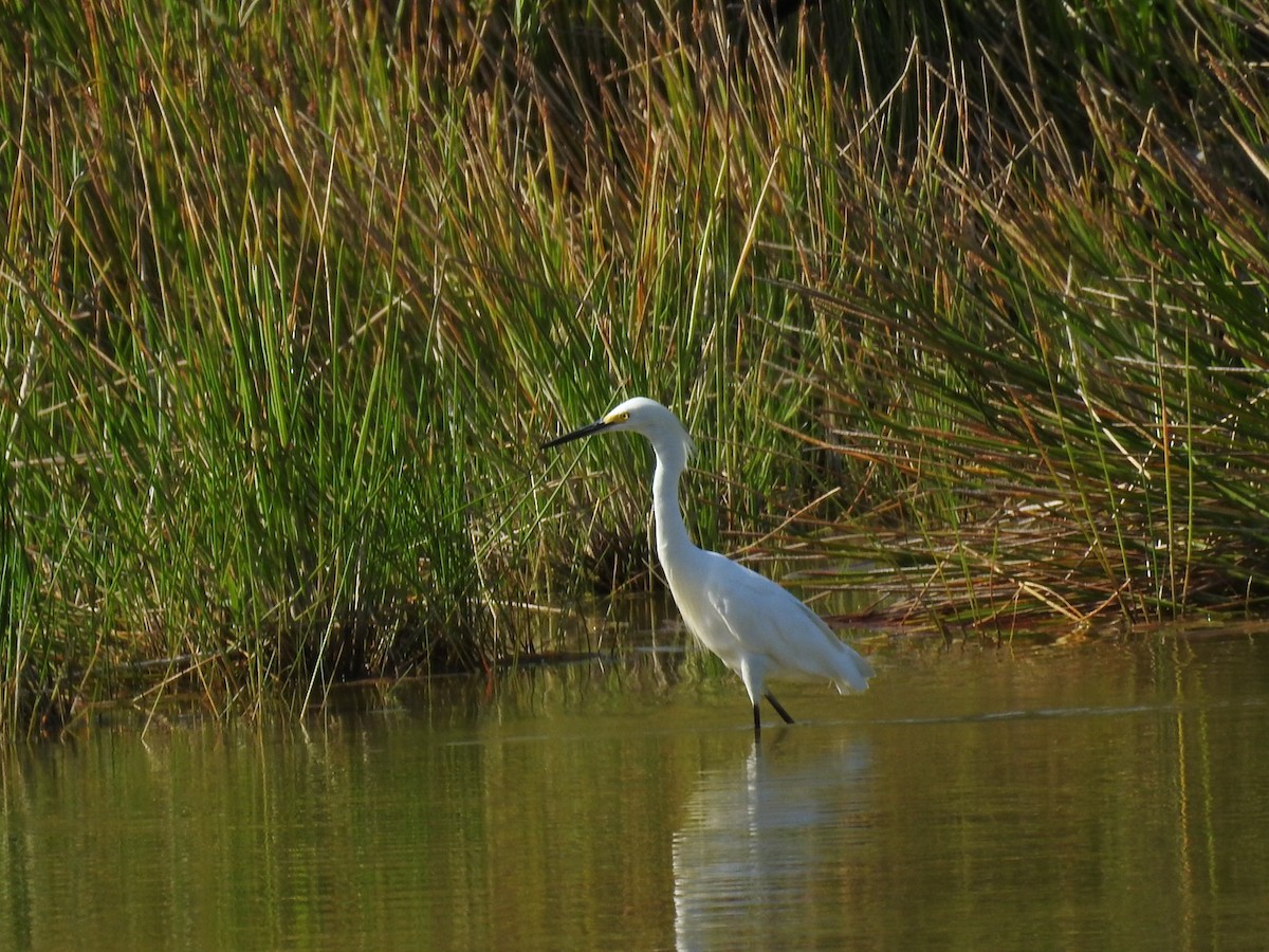 Snowy Egret - ML620032454