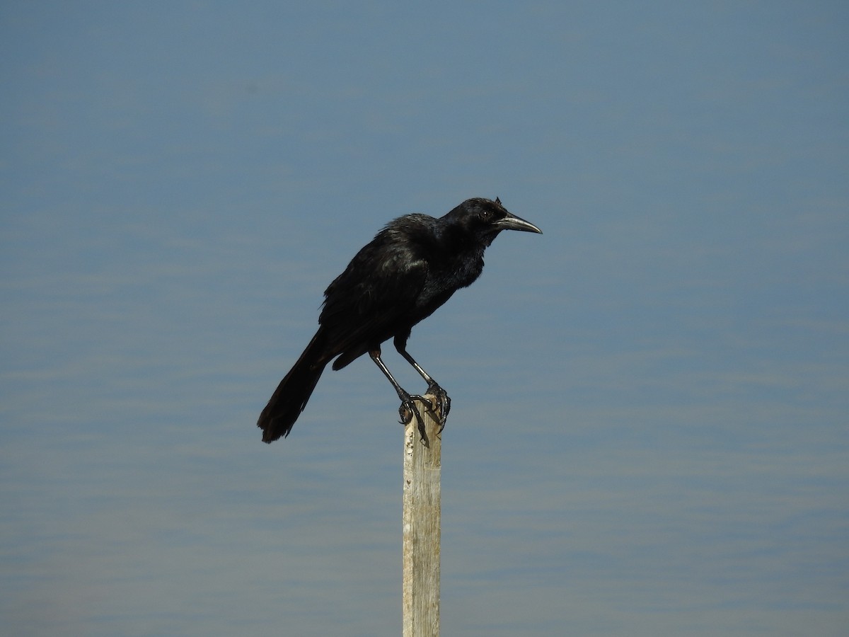 Boat-tailed Grackle - ML620032464