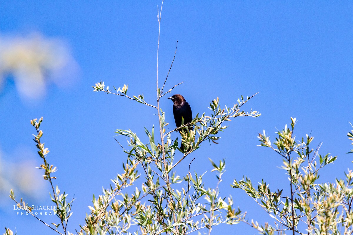 Brown-headed Cowbird - ML620032465
