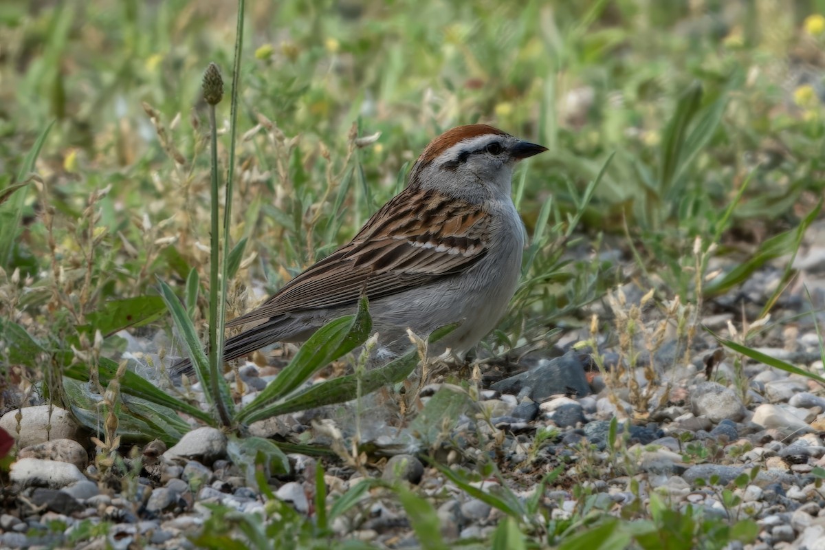 Chipping Sparrow - ML620032466