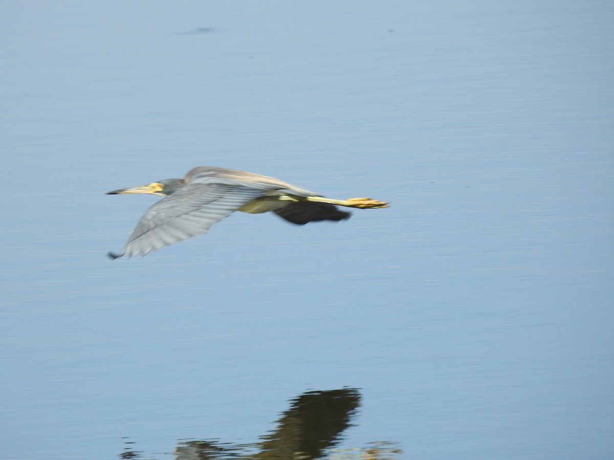 Tricolored Heron - ML620032469