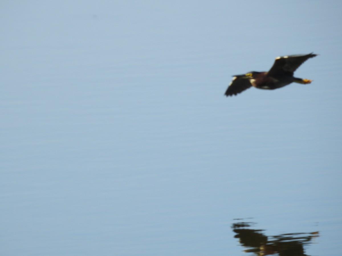 Green Heron - ML620032472