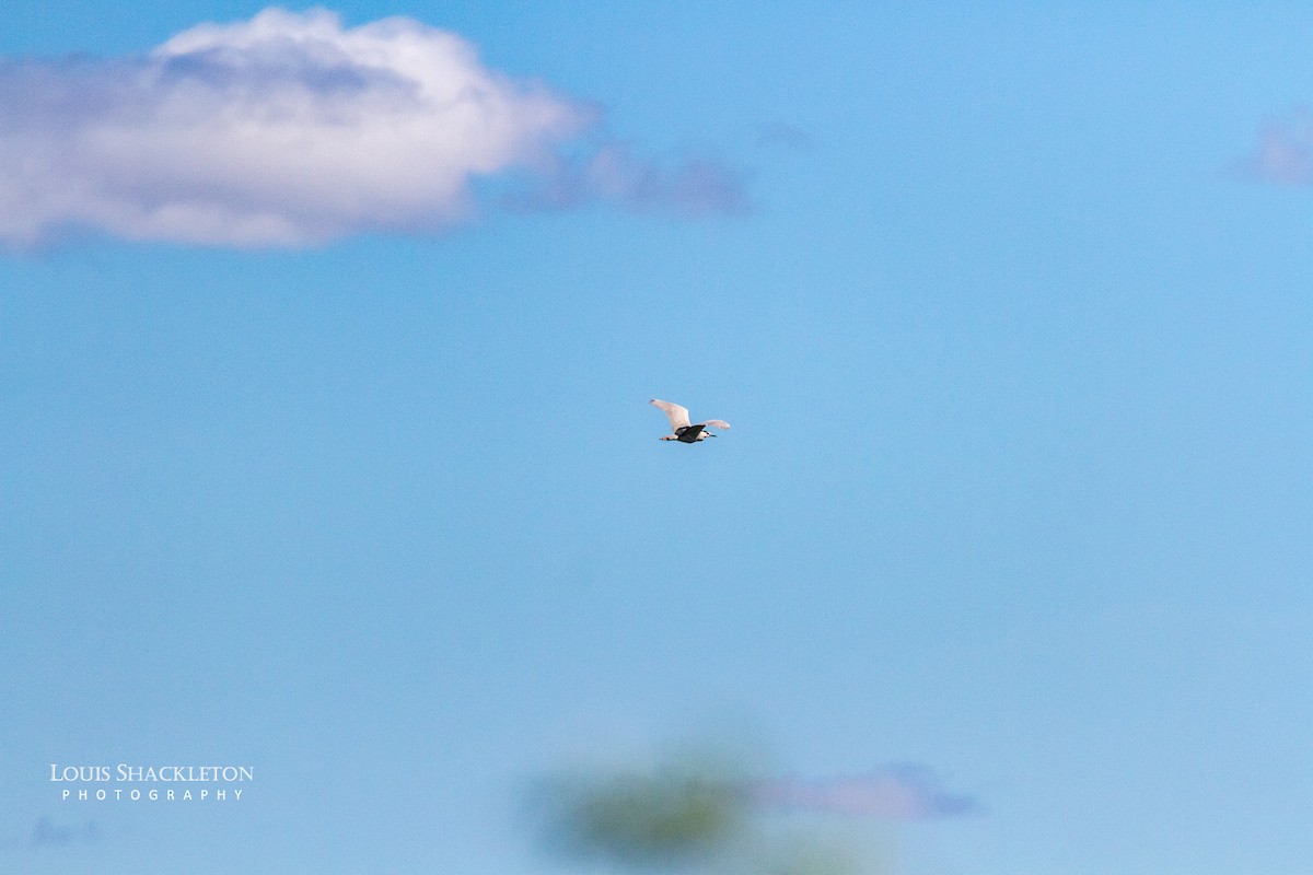 Black-crowned Night Heron - ML620032479