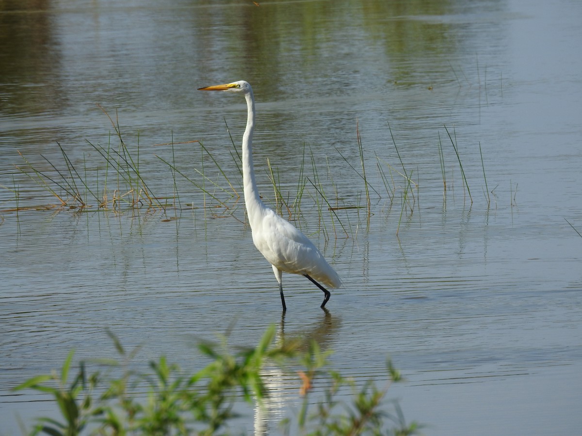 Great Egret - ML620032484